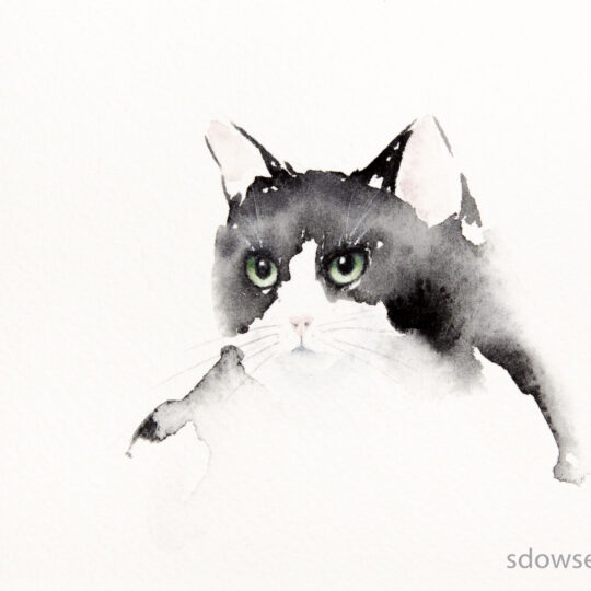 Black and White Cat