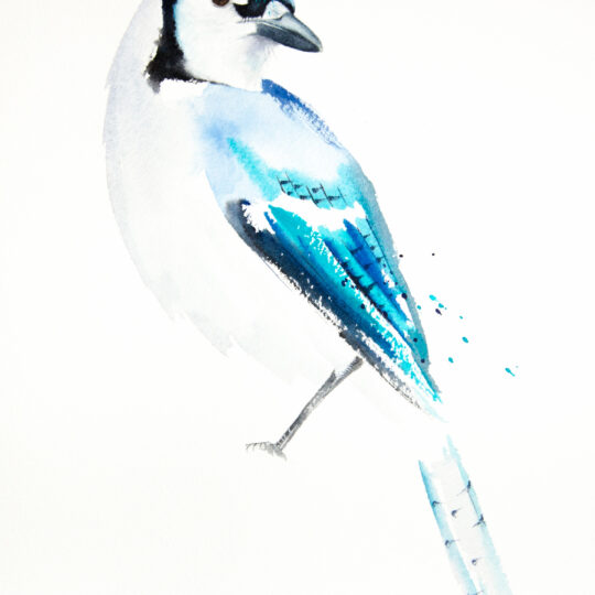 Blue Jay III