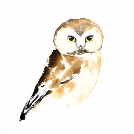 Northern Saw-Whet Owl