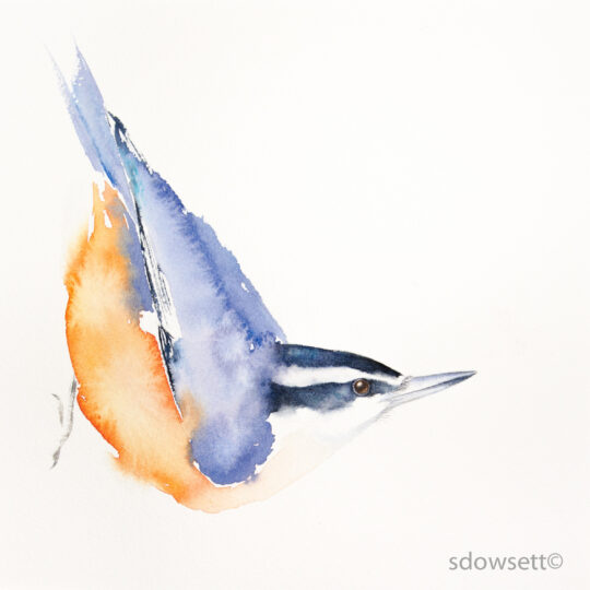 Nuthatch IV