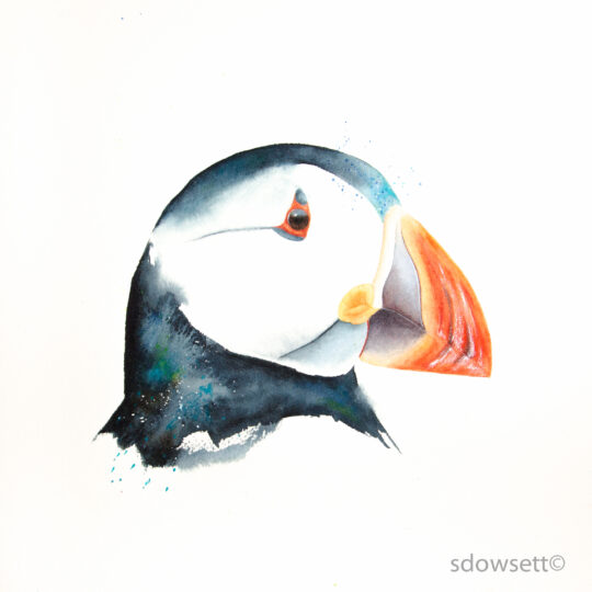 Puffin III