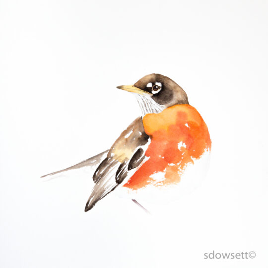 Robin