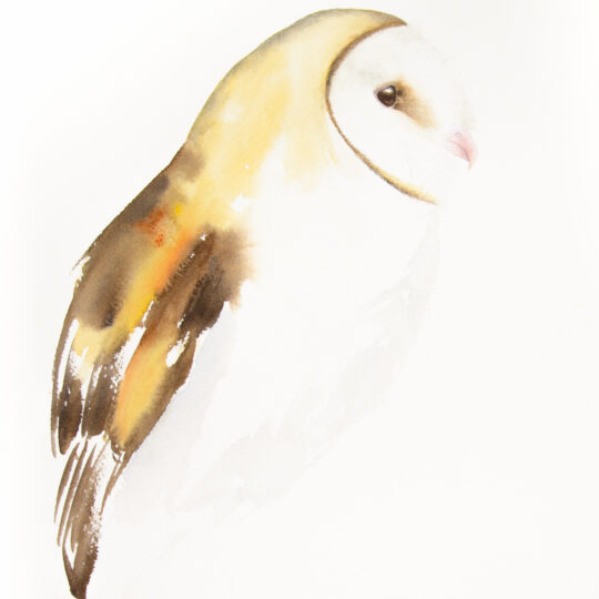 Barn Owl II