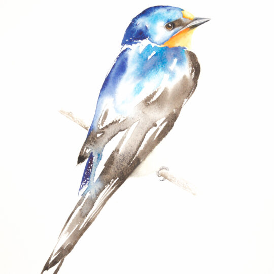 Barn Swallow