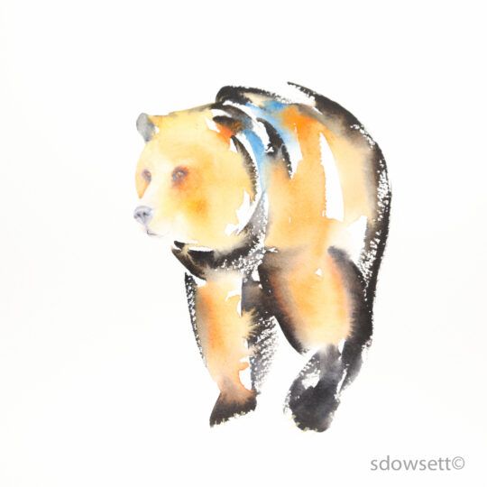 Bear