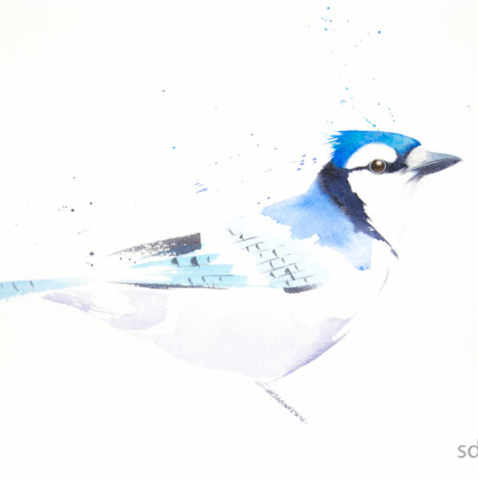 Blue Jay IV