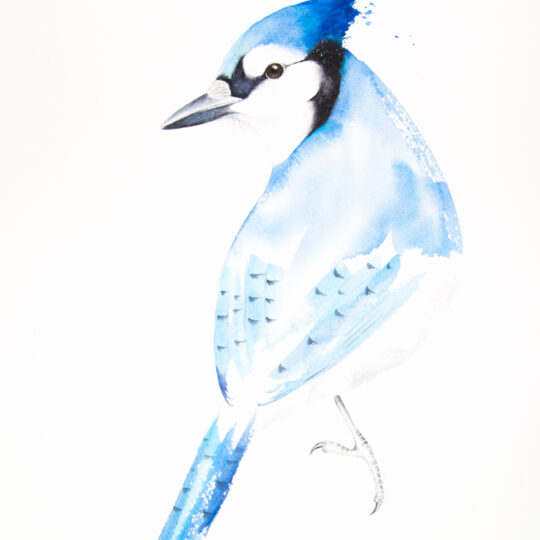 Blue Jay V
