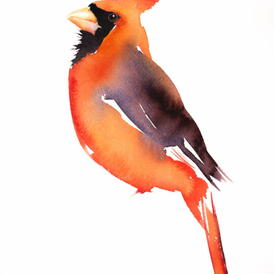 Cardinal VI