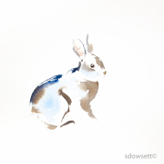 Cottontail