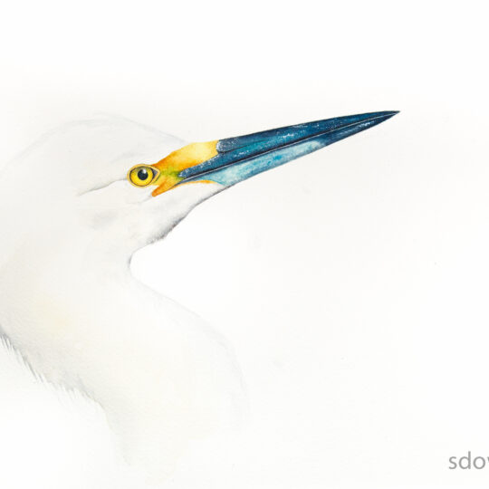 Egret