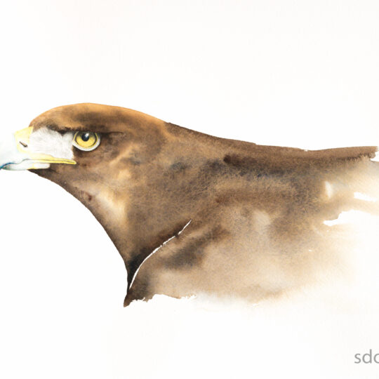 Golden Eagle II