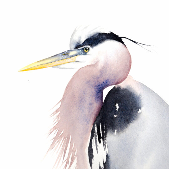 Great Blue Heron II