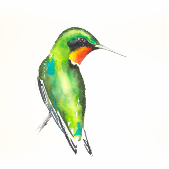 Hummingbird IV