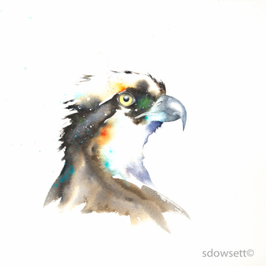 Osprey III