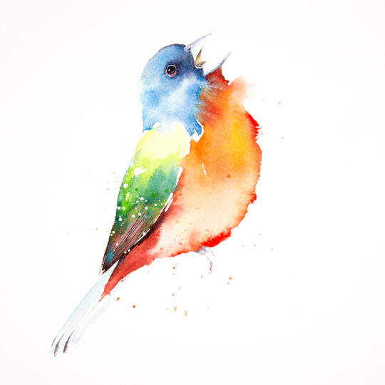 Painted Bunting