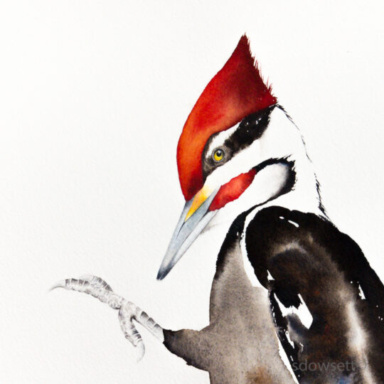 Pileated Up Close