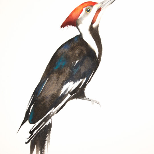 Pileated Woodpecker V