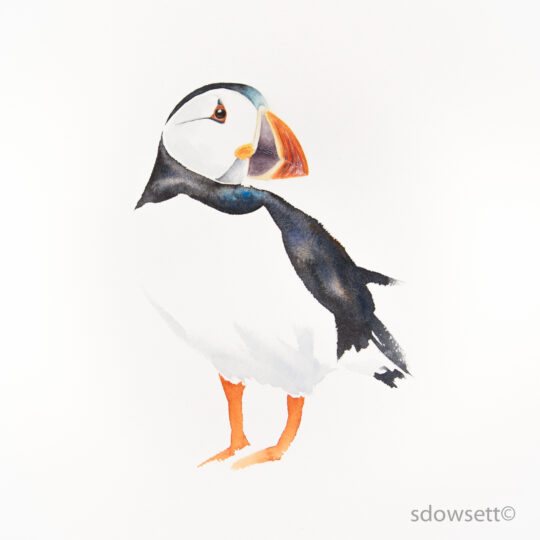 Puffin IV