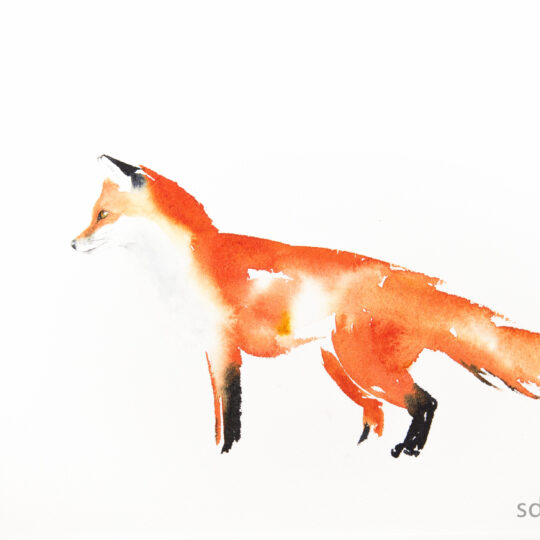 Red Fox