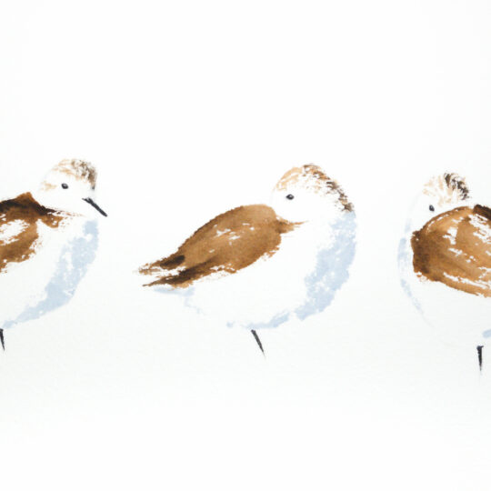 Sanderling Trio
