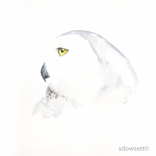 Snowy Owl II