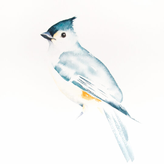 Tufted Titmouse II