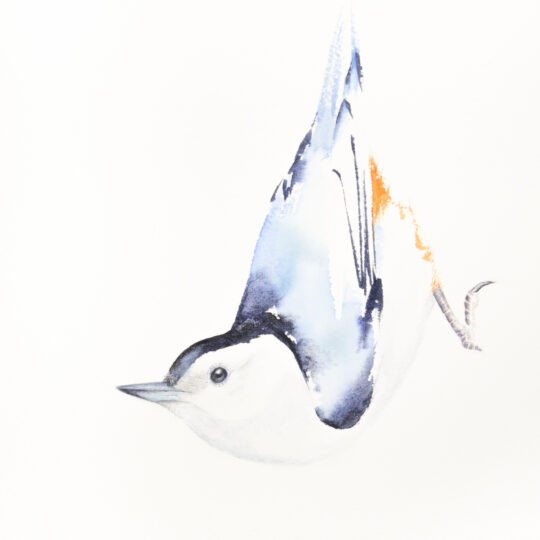 White-breasted Nuthatch II