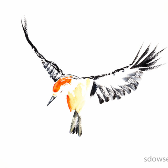 Woodpecker Flight