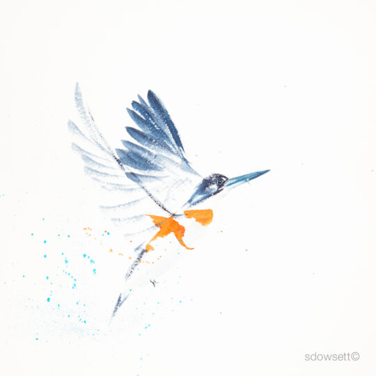 Kingfisher Splash