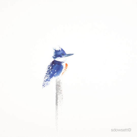 Belted Kingfisher