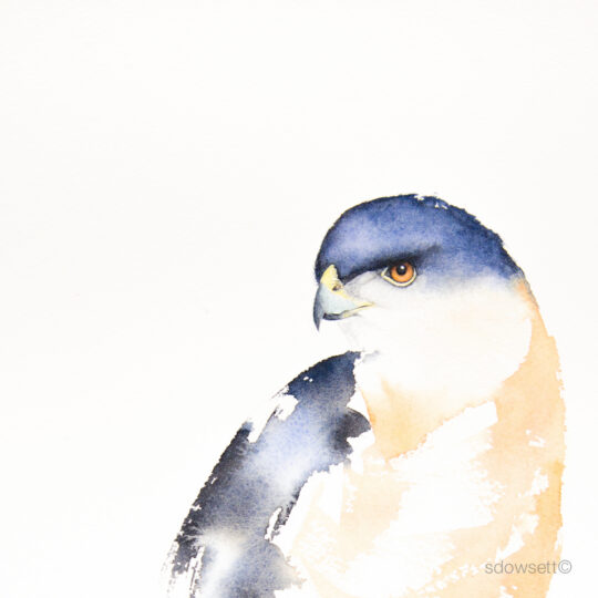 Cooper's Hawk
