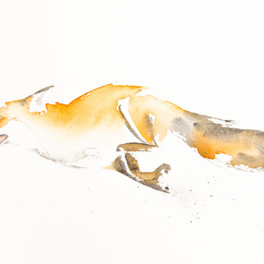 Fox on the Run