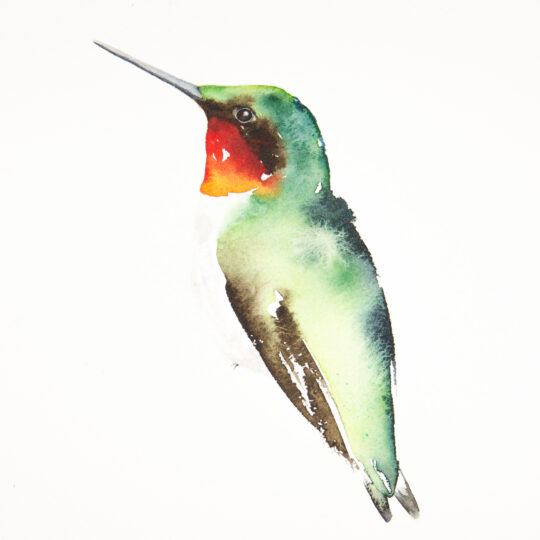 Hummingbird V