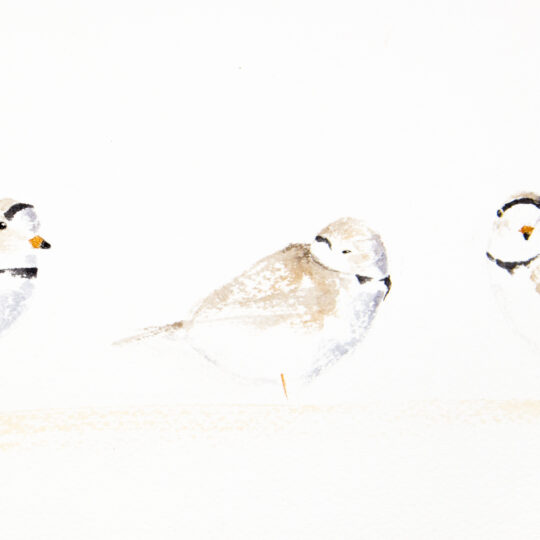 Plover Trio III