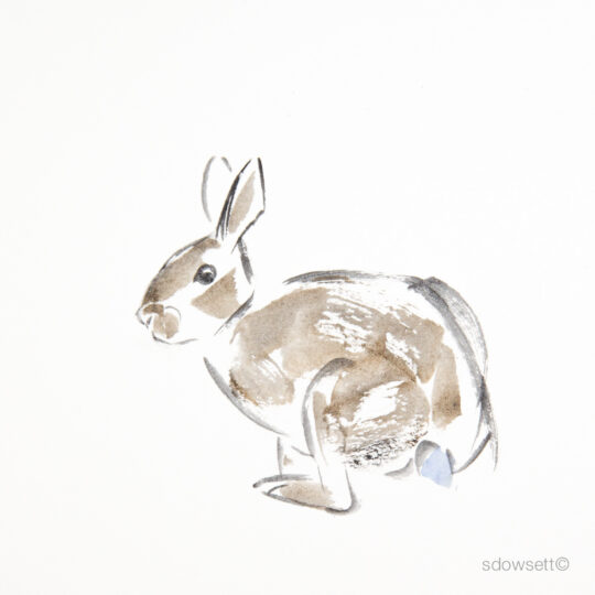 Rabbit V