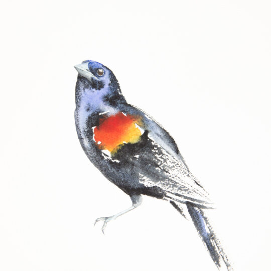 Red-Winged Blackbird II