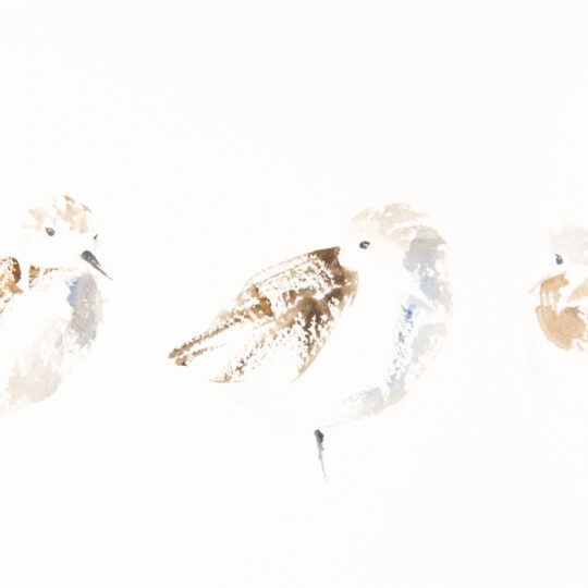 Sanderling Trio III