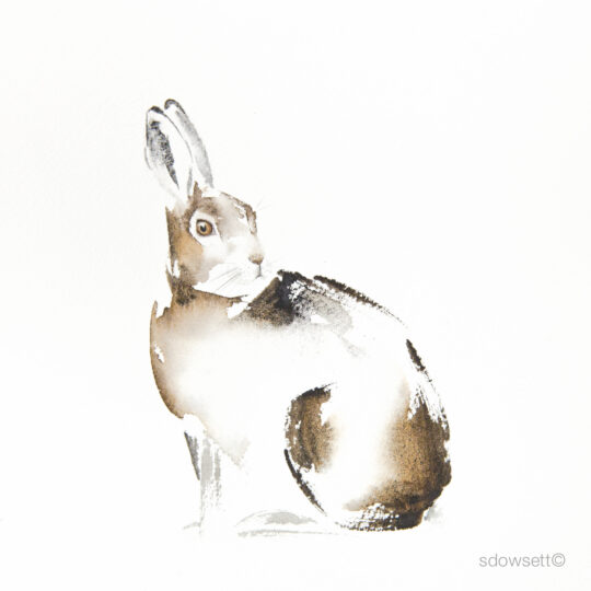 Snowshoe Hare