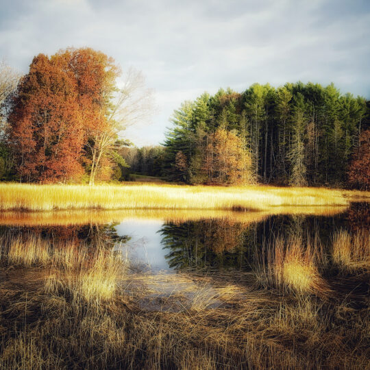 Autumn Light