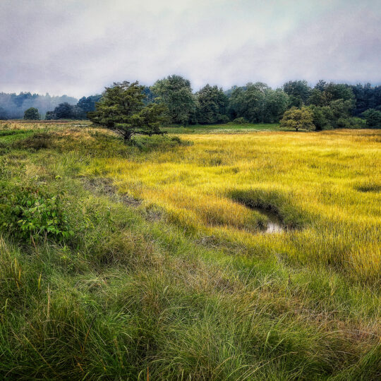 Fields of Summer