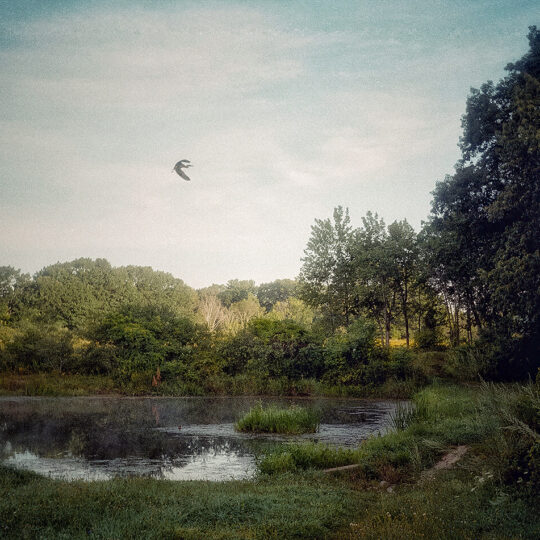 Flight of the Heron