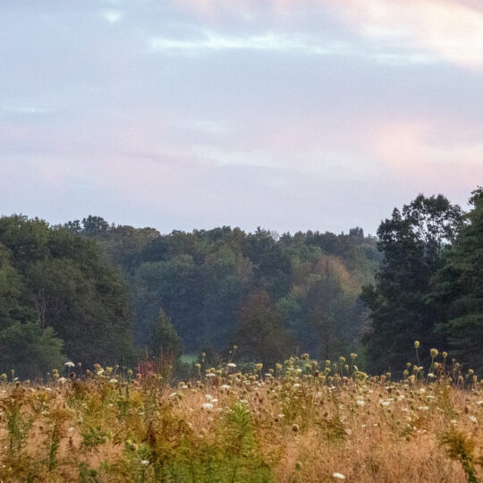 Summer Fields