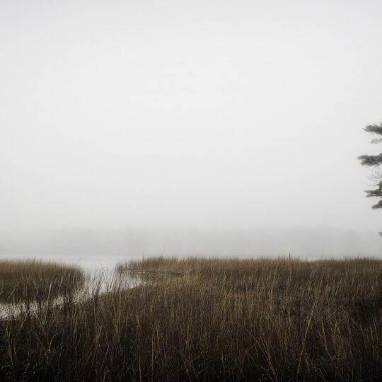 The Estuary