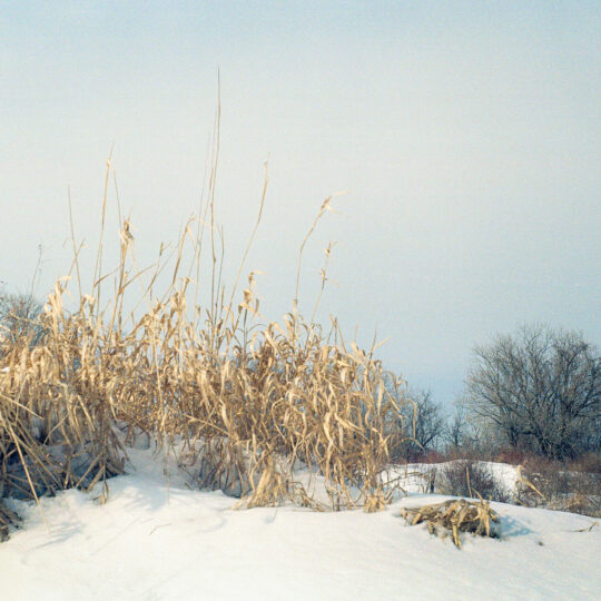 Winter's Color