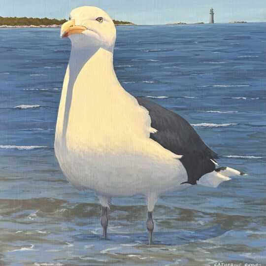 Regal Gull