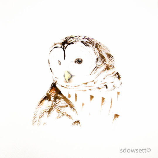 Barred Owl II