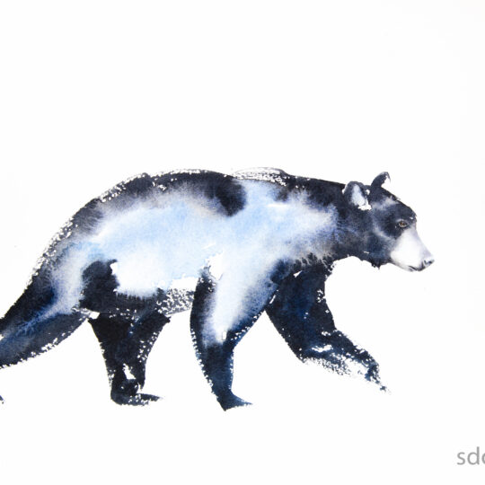 Bear III