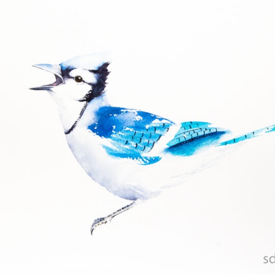 Blue Jay VI