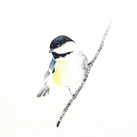 Chickadee on Branch