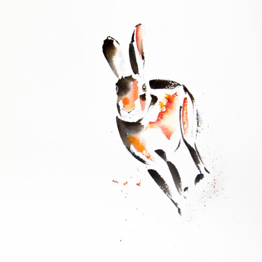 Hare on the Run IV